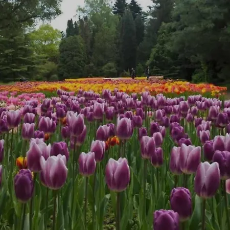 Eden Pihenohaz דירה *